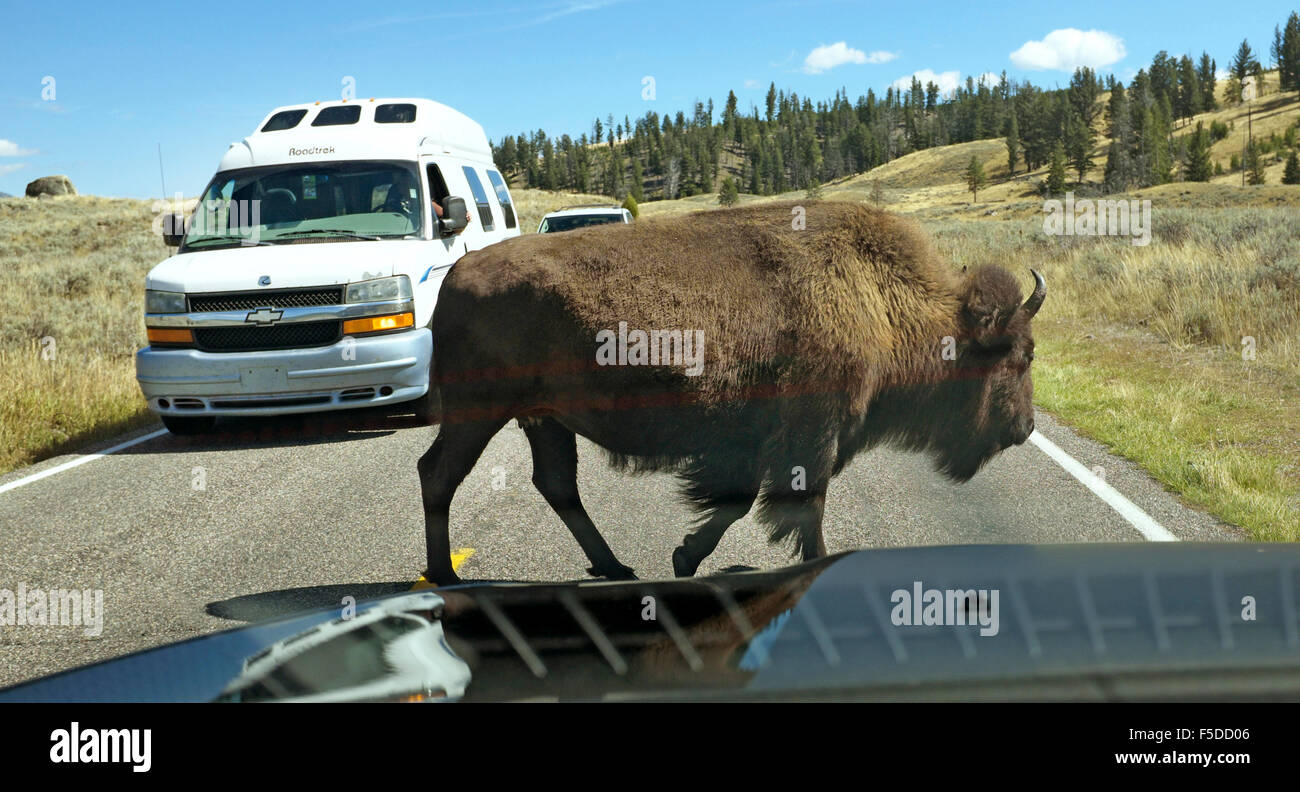 Une grande femelle bison d'Amérique dans le Parc National de Yellowstone traversant la route en face de la circulation. Banque D'Images