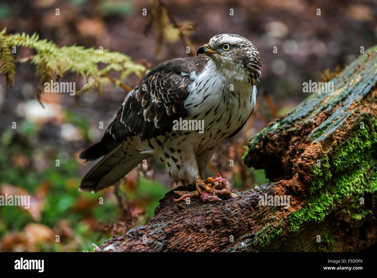 Miel européen (buzzard Pernis apivorus) alimentation oiseau mort chick Banque D'Images