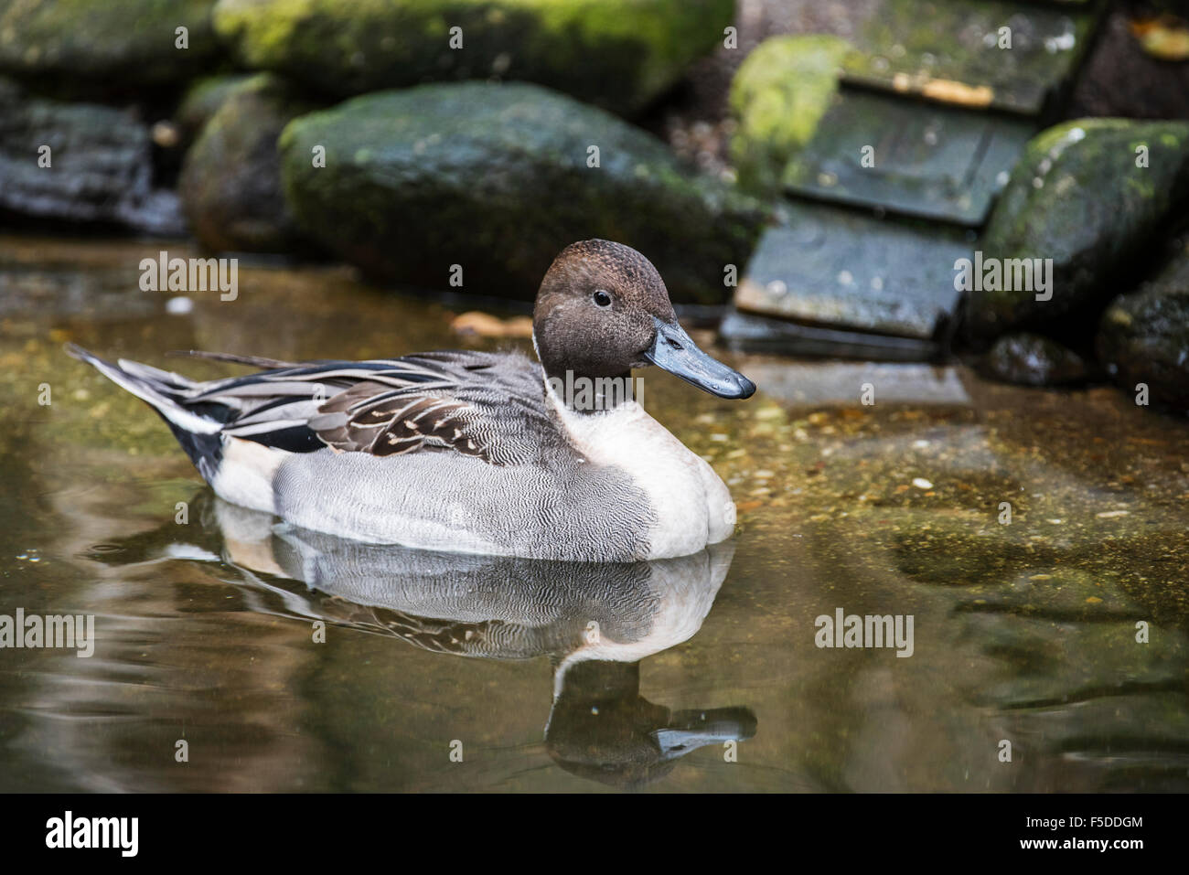 Le Canard pilet (Anas acuta), mâle, nager dans le lac Banque D'Images