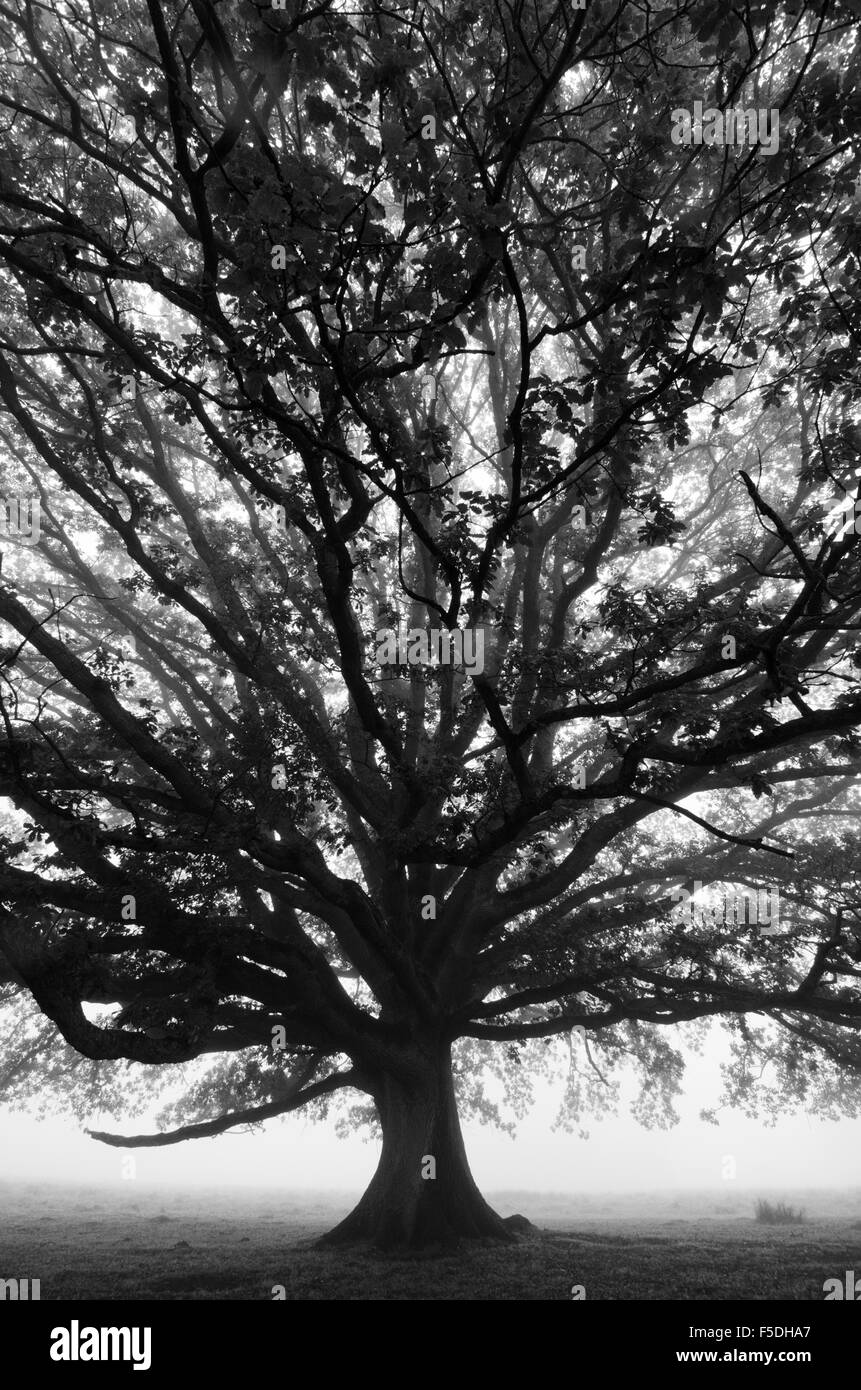 Chêne Pédonculé Quercus robur [Novembre] Angleterre brouillard dans un objectif grand angle. Banque D'Images