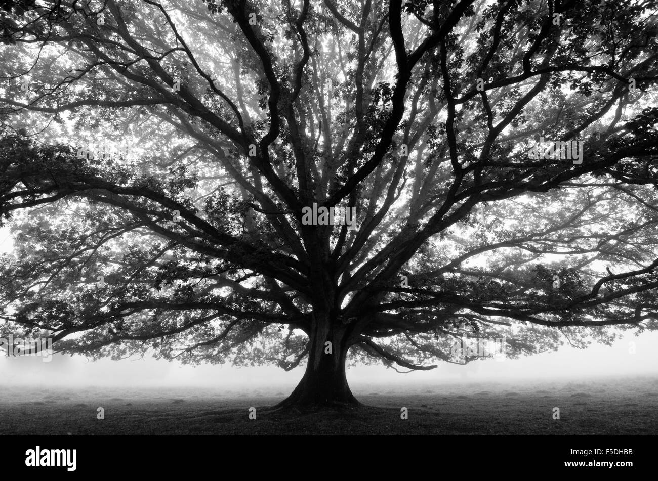 Chêne Pédonculé Quercus robur [Novembre] Angleterre brouillard dans un objectif grand angle. Banque D'Images