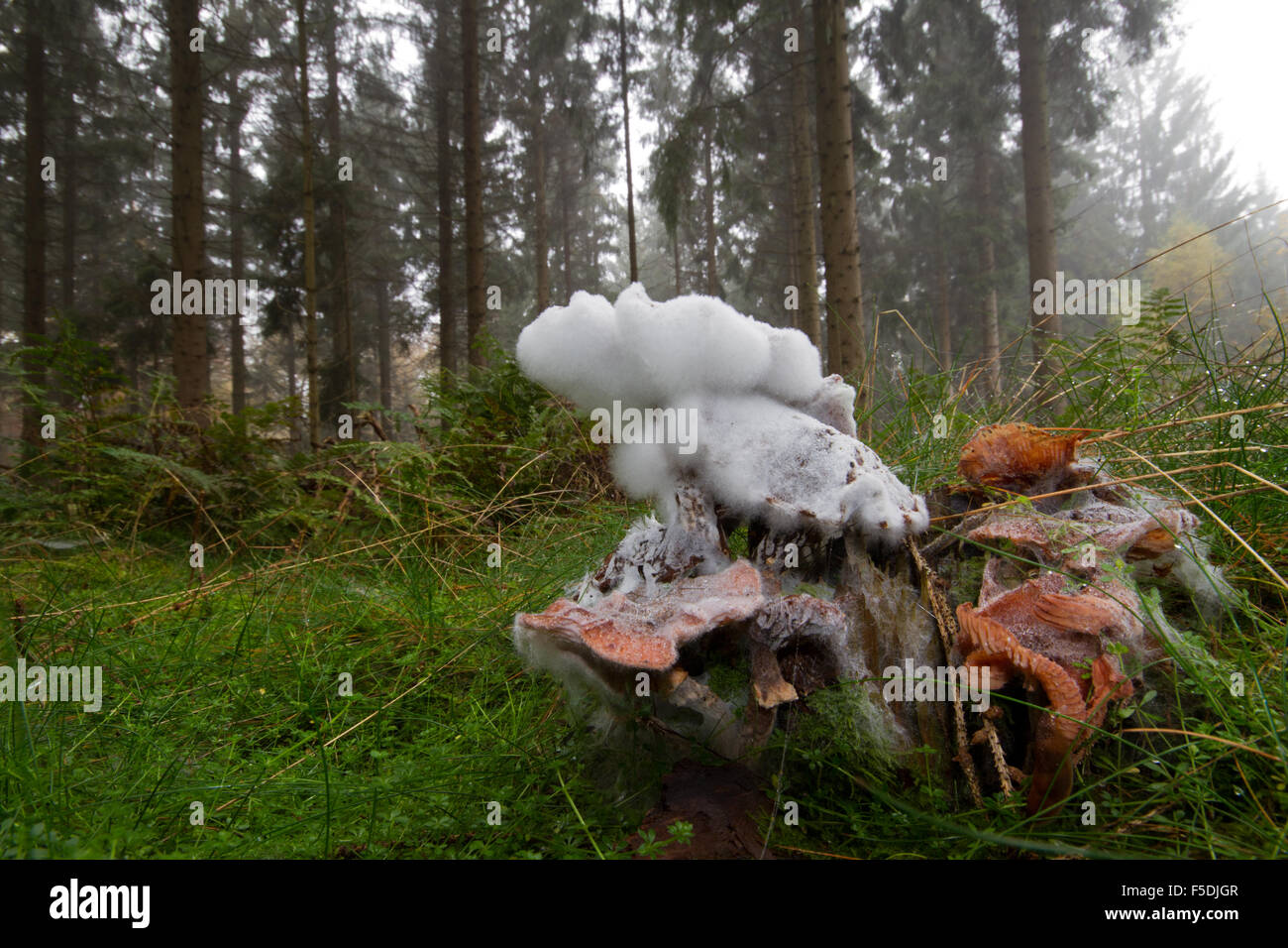 Blanches la moisissure sur un champignon dans une forêt Banque D'Images