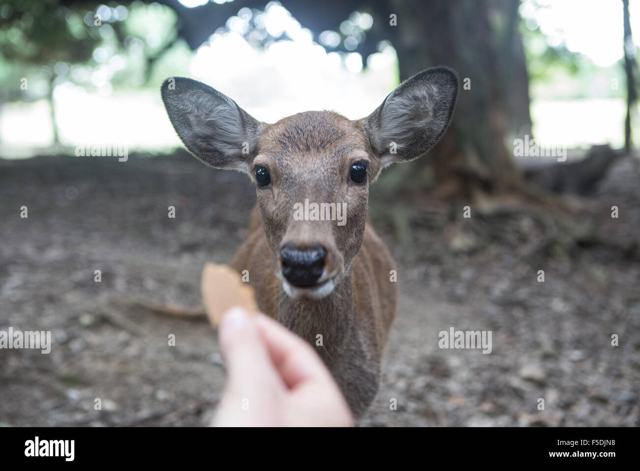 L'alimentation d'un chevreuil dans la forêt Banque D'Images