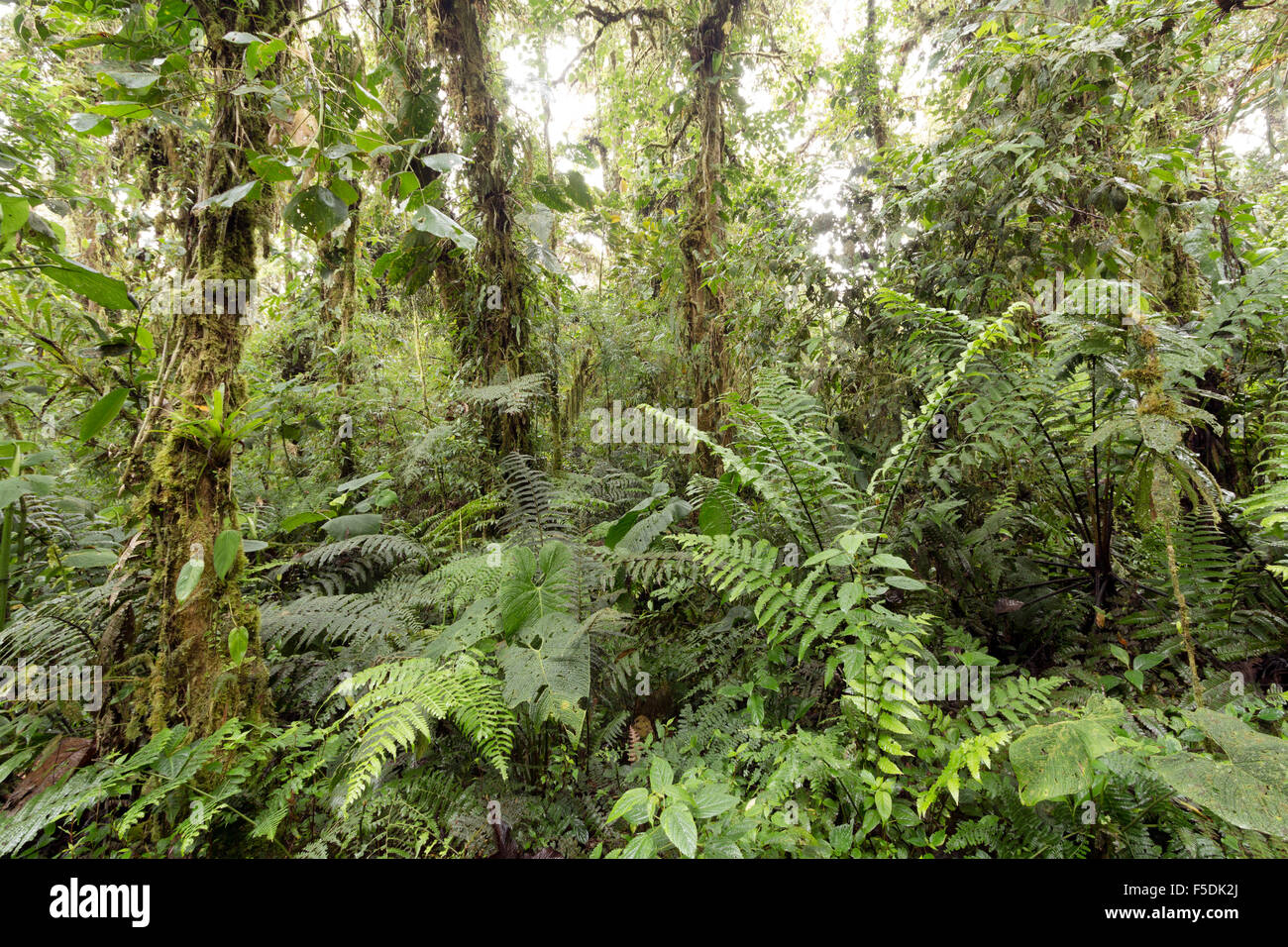 Cloudforest humide à 2 200 m d'altitude sur le versant amazonien de la Cordillère des Andes en Equateur Banque D'Images