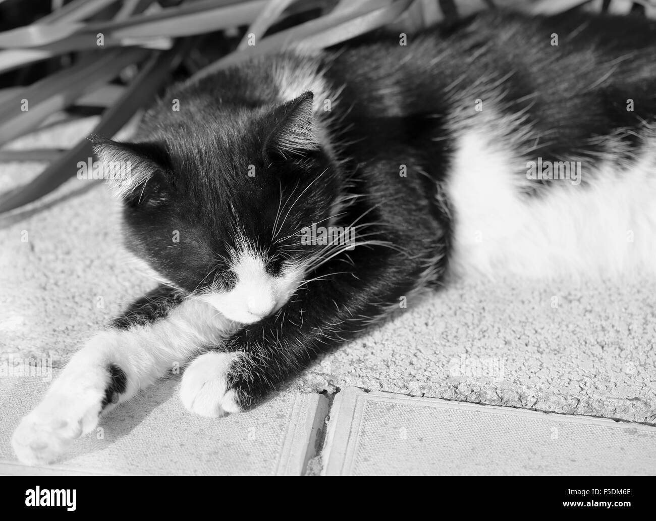 Beau chat couché sur le sol photographié close up Banque D'Images