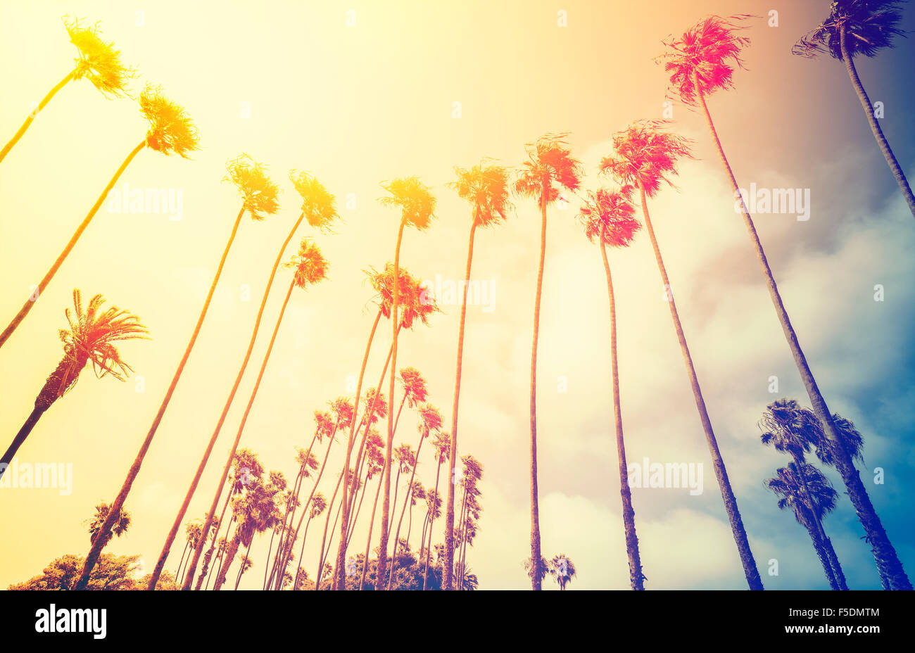 Silhouettes de palmiers stylisés rétro au coucher du soleil, Santa Monica, USA. Banque D'Images