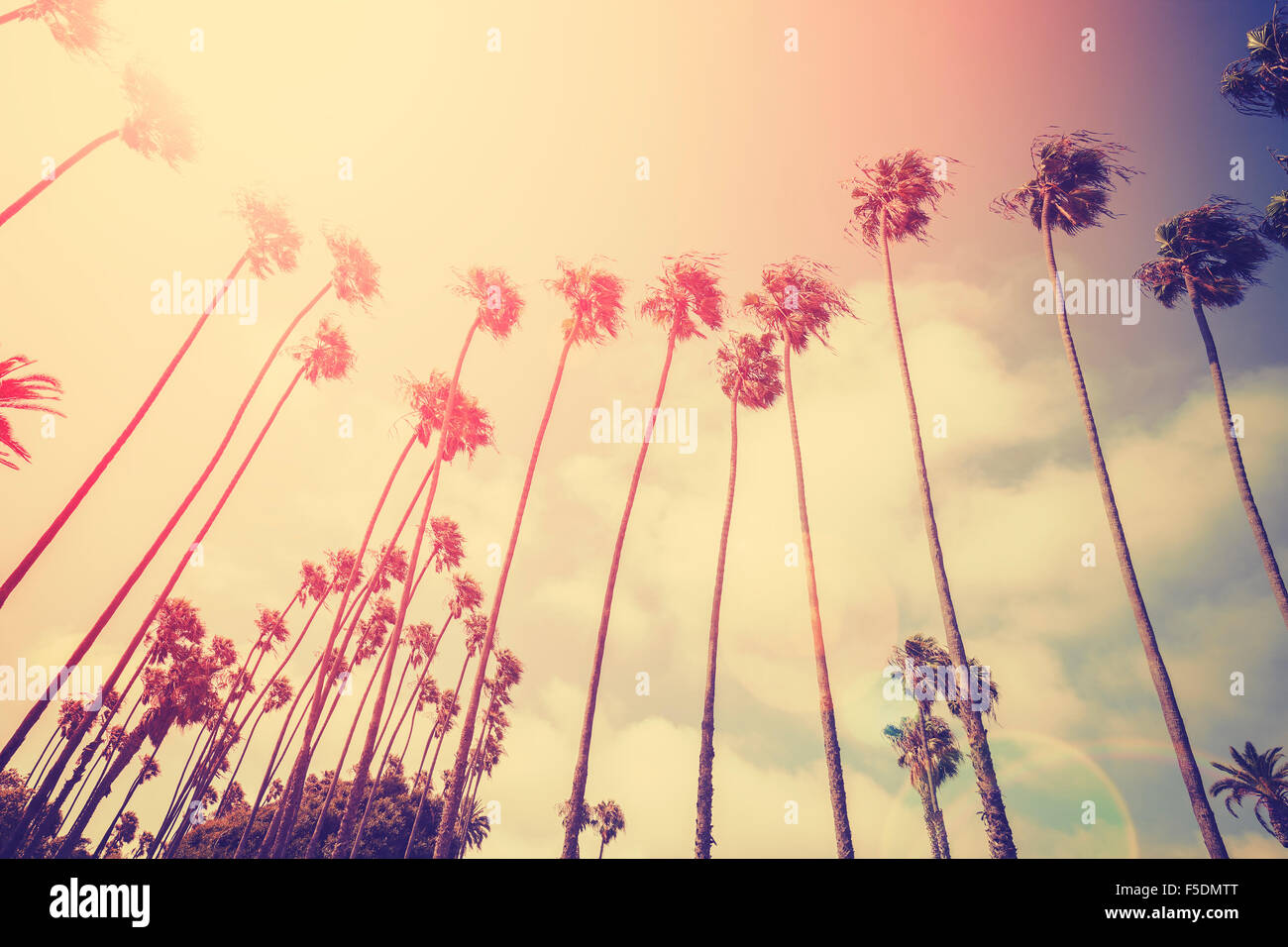Silhouettes de palmiers stylisés rétro au coucher du soleil avec l'effet flare, Santa Monica, USA. Banque D'Images