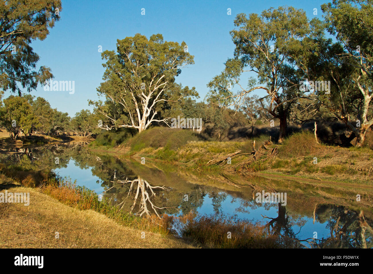 Paysage pittoresque à Cooper Creek avec grands gommiers & ciel bleu reflété dans l'eau calme de la voie navigable à Innamincka outback Australie Banque D'Images