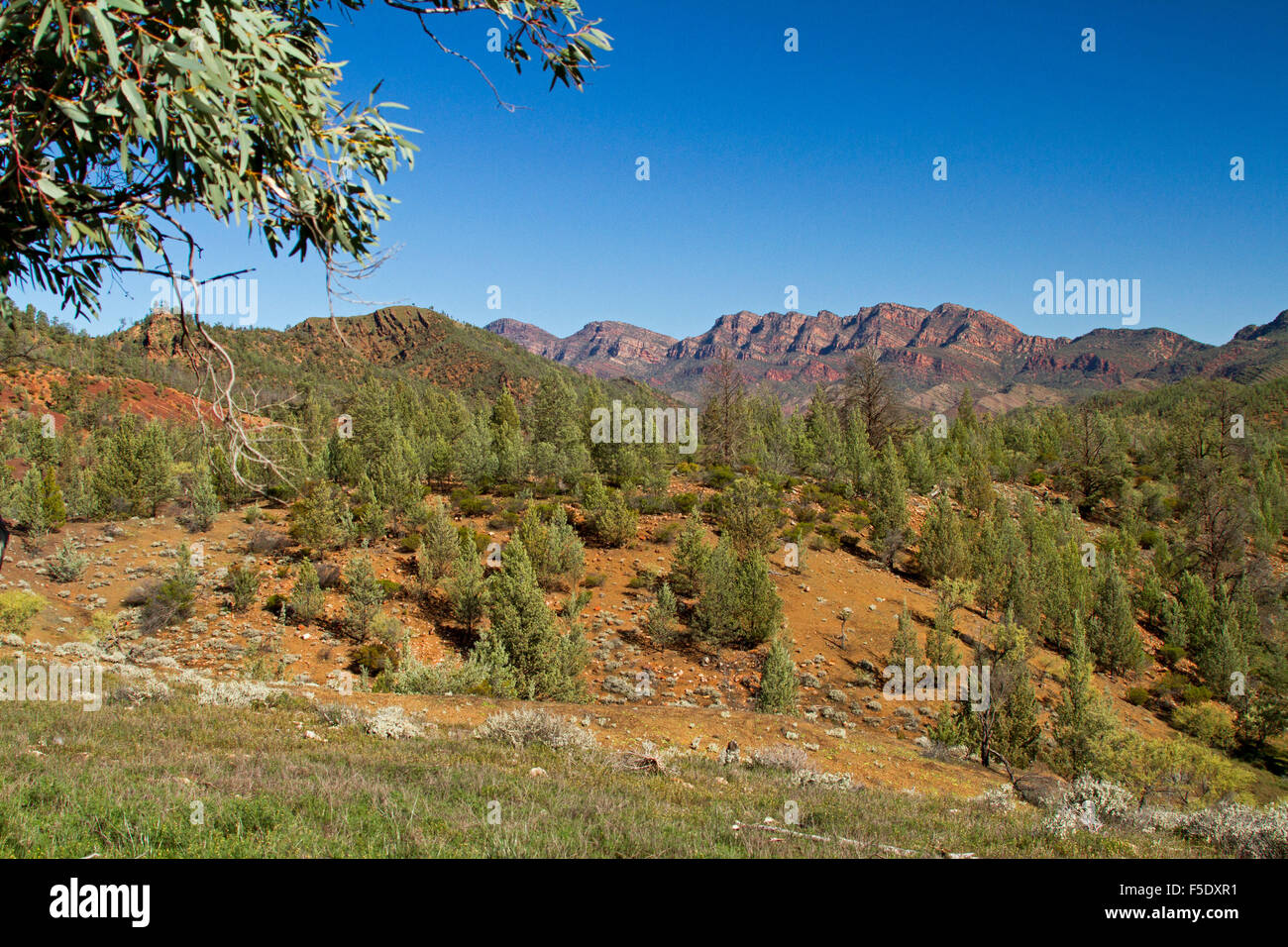 Paysage sauvage de Flinders Ranges avec les pins cyprès & red rocky mountain peaks sous ciel bleu, outback Australie du Sud Banque D'Images