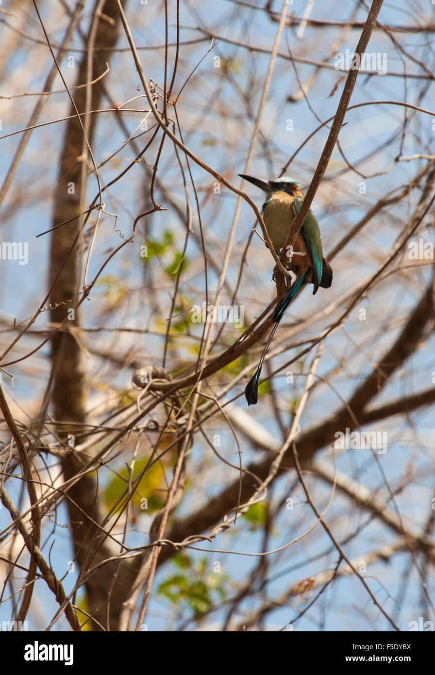 Sourcils Turquoise mot mot se trouve dans un arbre sans feuilles pendant la saison sèche de la forêt tropicale Banque D'Images