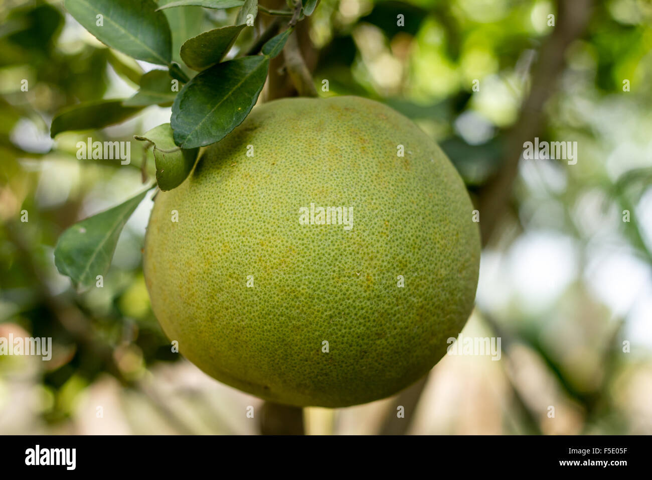 Pamplemousse vert growing on tree in garden Banque D'Images