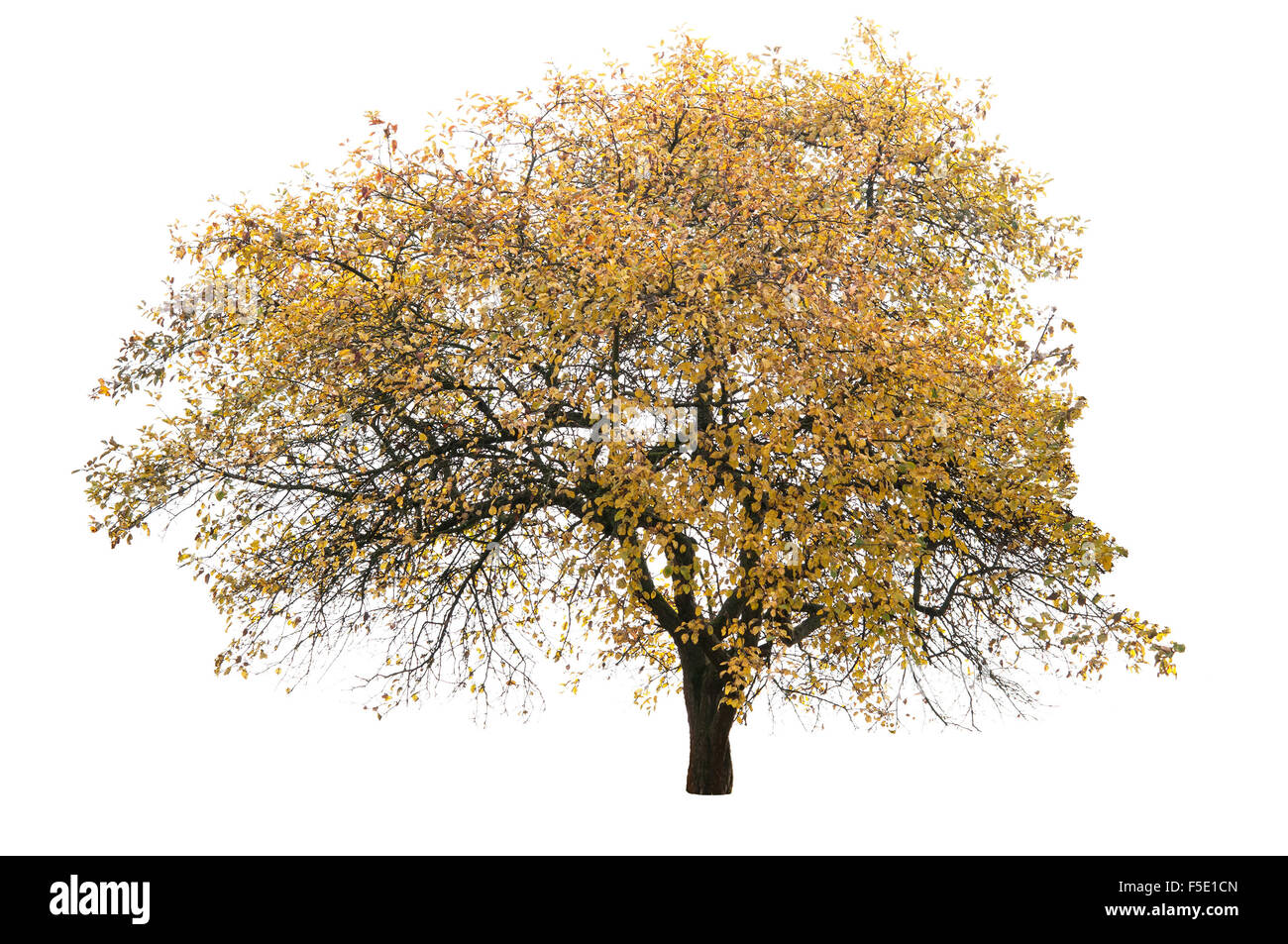 Arbre d'automne isolé sur fond blanc Banque D'Images