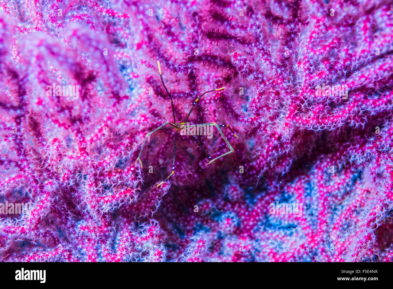 Mon préféré de tapis pourpre. L'accroupissement Ortmann le homard sur une couleur violette à gorgones Kajika Owase Mif Japon Banque D'Images