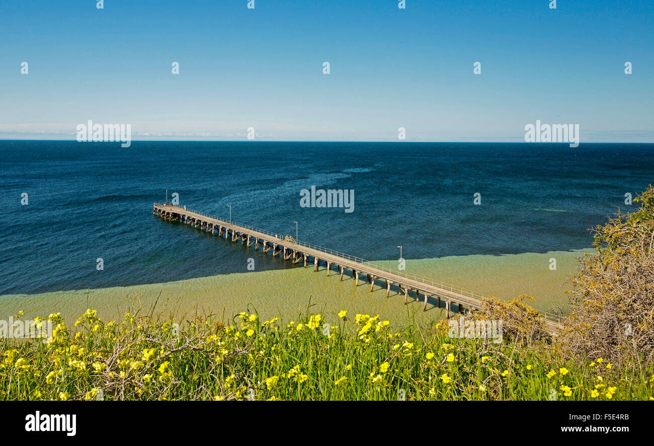 Paysage côtier avec ocean & jetée à Wool Bay au-delà de la masse de fleurs sauvages jaunes sur clifftop sous ciel bleu sur la péninsule de Yorke, Australie du Sud Banque D'Images