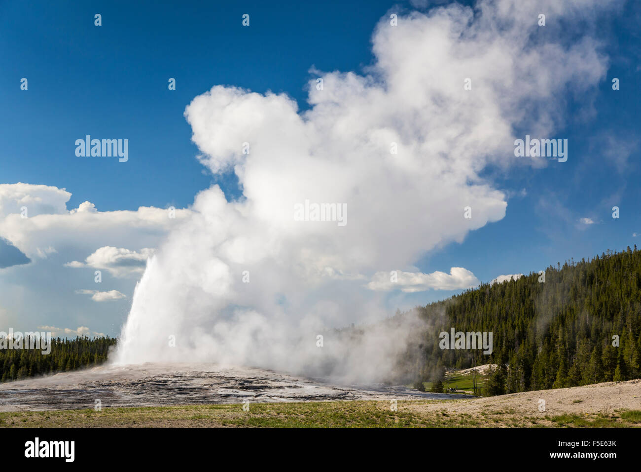 Le Old Faithful Geyser dans le Parc National de Yellowstone, Wyoming, USA. Banque D'Images