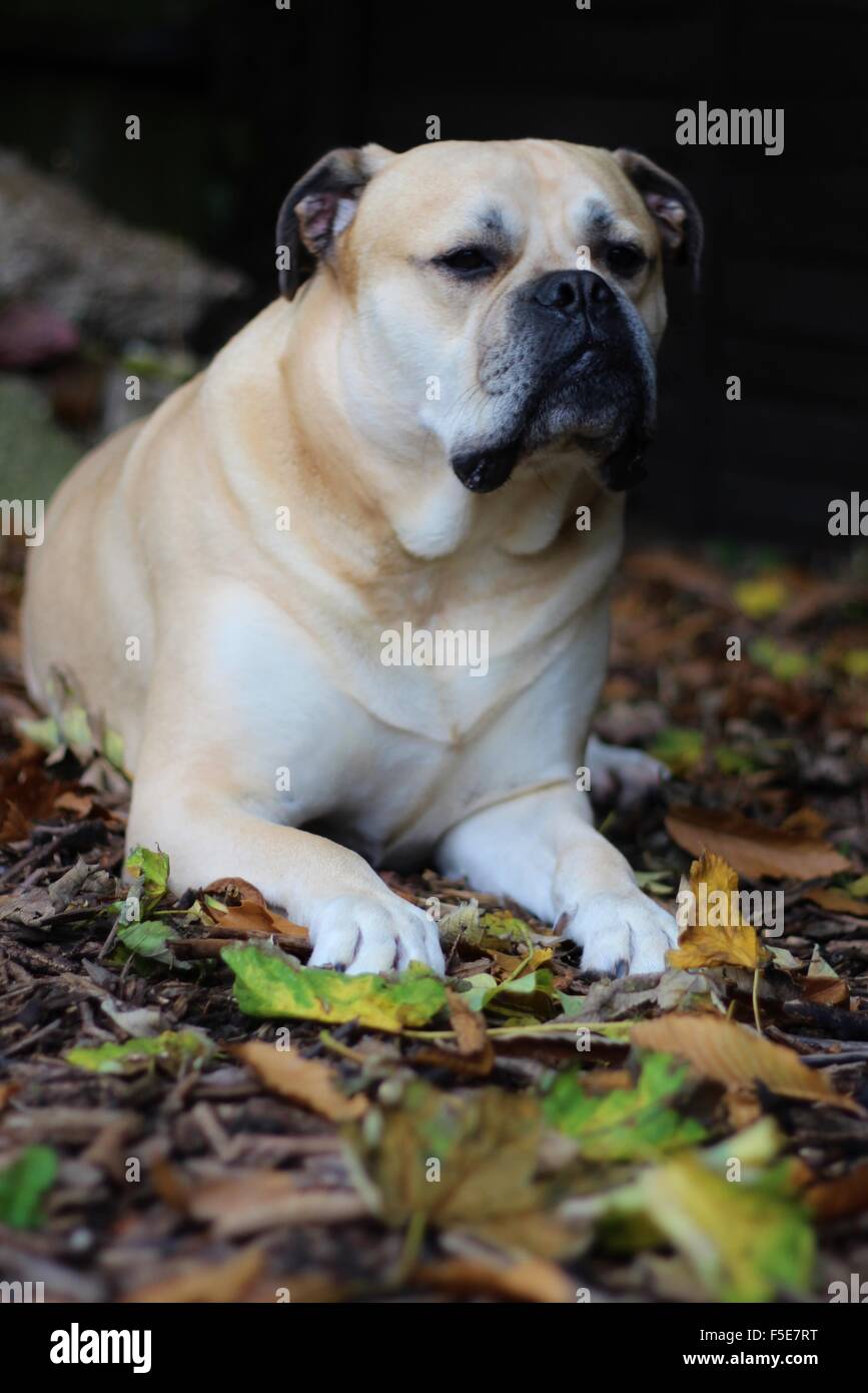 Bullmastiff pose en feuilles d'automne, gros chien Banque D'Images