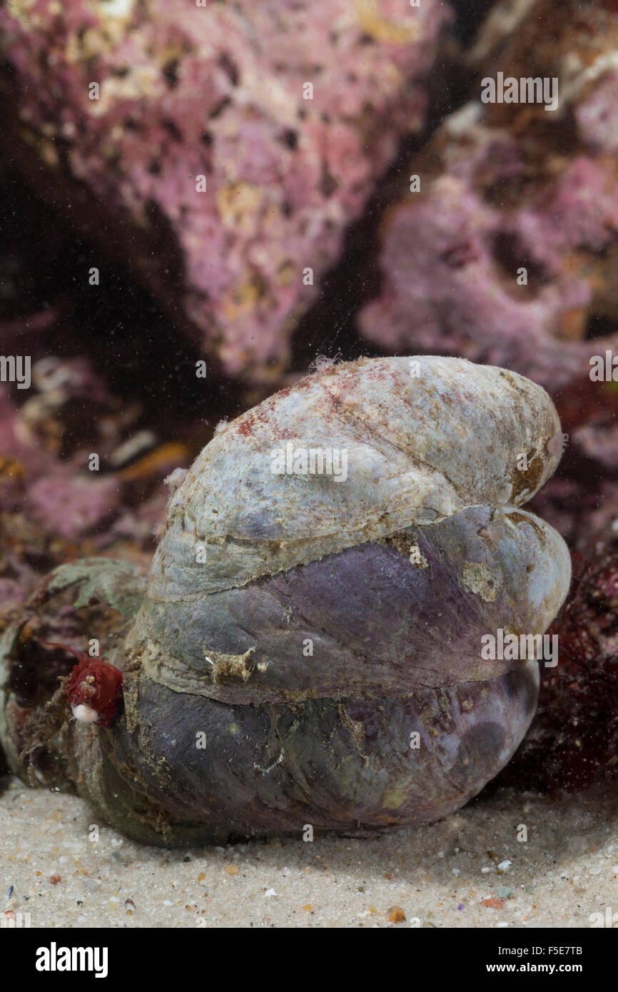 Slipper limpet, slippersnail Pantoffel-Schnecke, slipper, shell, Amerikanische Crepidula fornicata, Pantoffelschnecke Banque D'Images