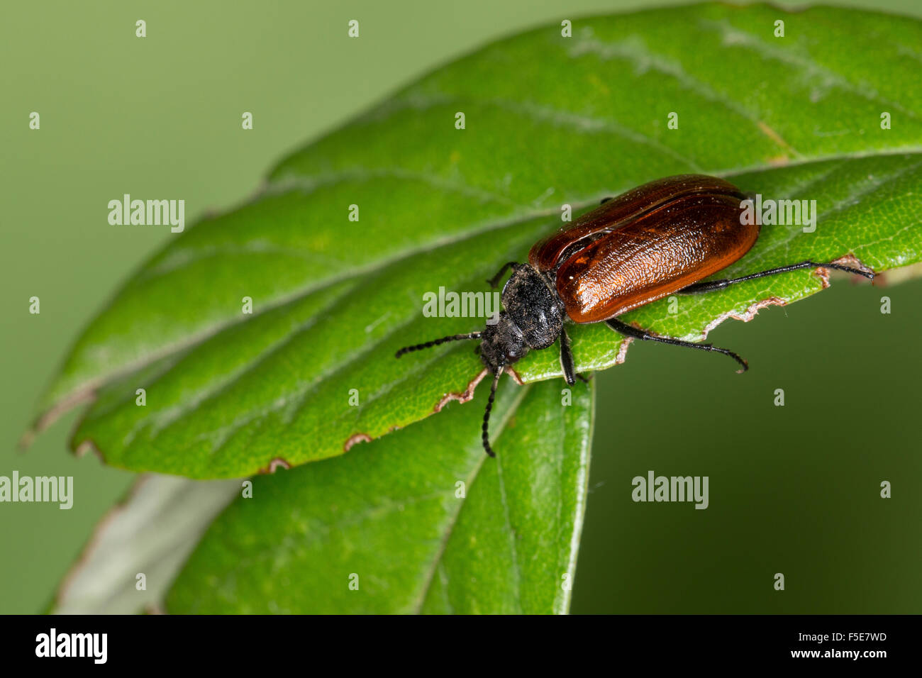 Récupération de peigne, peigne beetle beetle griffus, Pflanzenkäfer, Omophlus spec., Odontomophlus Pflanzenkäfer, spéc., Alleculidae Banque D'Images