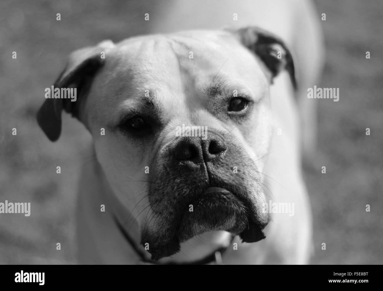 Beau bullmastiff mâle, chien de grande race, Banque D'Images