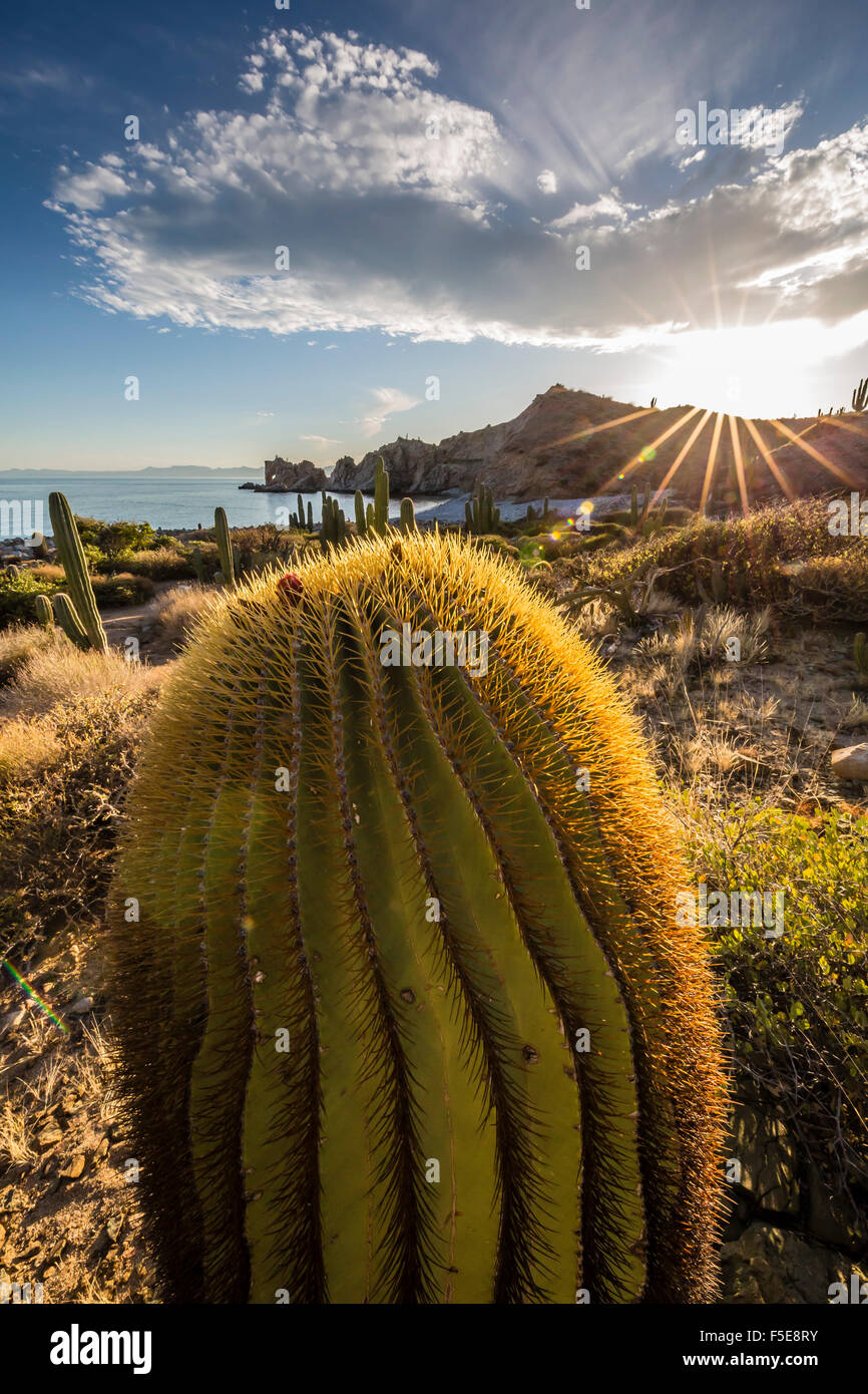 Coucher du soleil sur un canon géant endémique (cactus Ferocactus diguetii) de l'île Santa Catalina, Baja California Sur, Mexique Banque D'Images