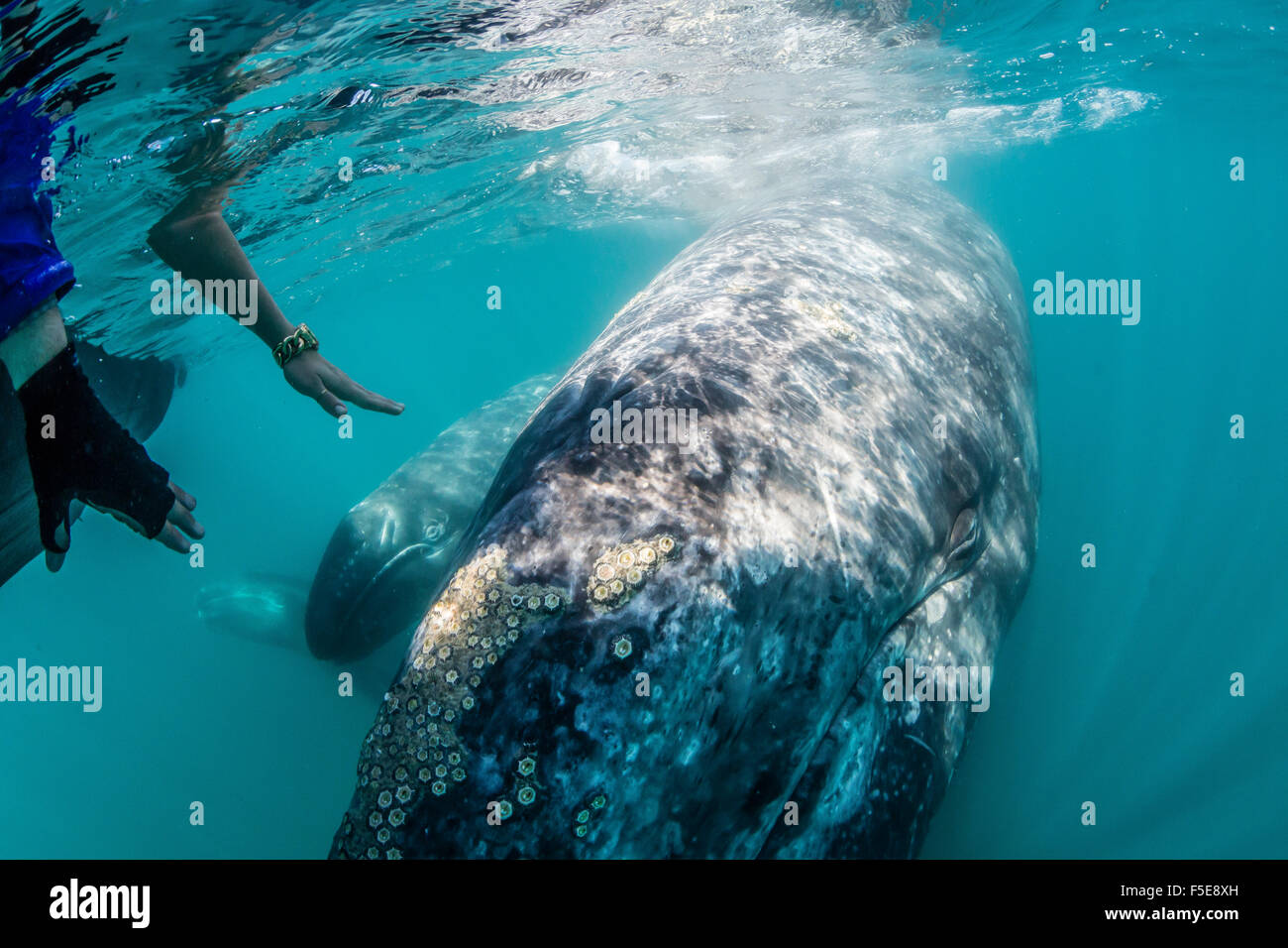 Baleine grise de Californie calf sous l'eau avec les observateurs de baleines dans la lagune de San Ignacio, Baja California Sur, Mexique Banque D'Images