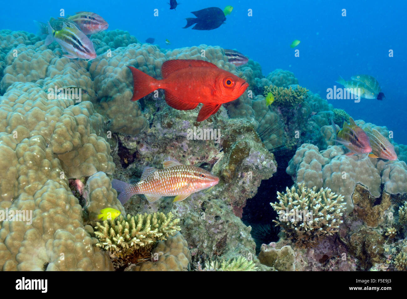 Blacksaddle, Parupeneus spilurus goatfish et goggle-eye, Priacanthus hamrur, dans un récif de corail, seche Croissant, Nouméa, Nouvelle Cal Banque D'Images