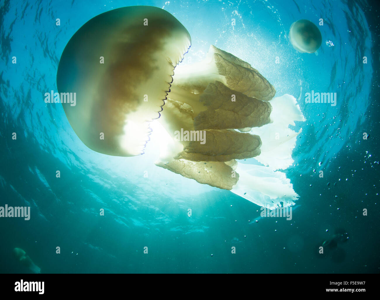 Baril jelly fish (Rhizostoma pulmo) dans les eaux du Royaume-Uni, Devon, Angleterre, Royaume-Uni, Europe Banque D'Images