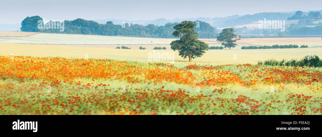 Des champs de pavot, de Deddington, Oxfordshire, Angleterre, Royaume-Uni, Europe Banque D'Images