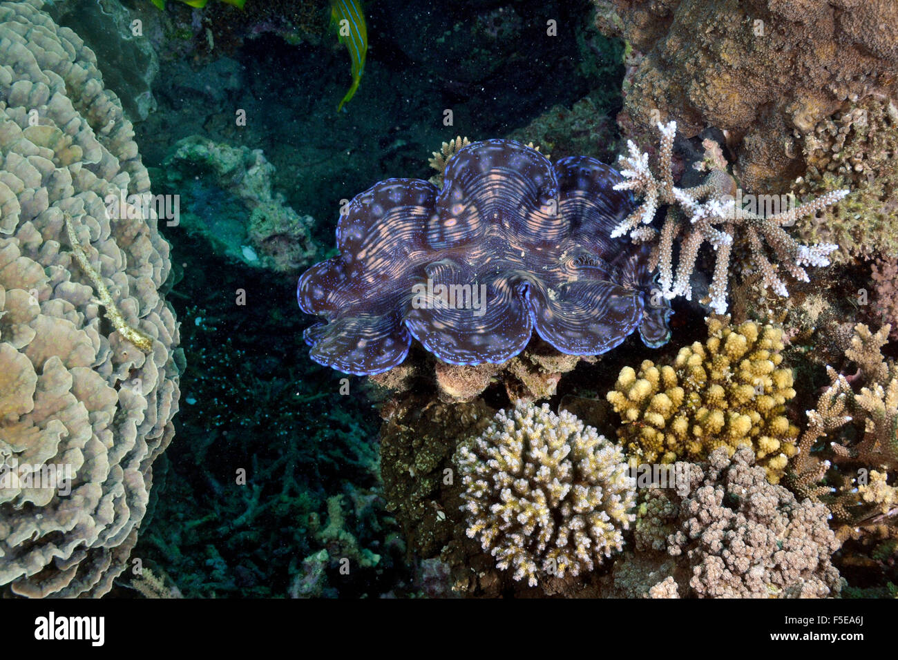 , Bénitiers Tridacna maxima, dans un récif de corail à Seche Croissant, Nouméa, Nouvelle Calédonie Banque D'Images