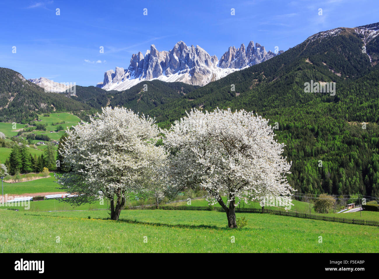 L'Odle en arrière-plan amélioré par la floraison des arbres, Funes, vallée du Tyrol du Sud, Dolomites, Italie, Europe Banque D'Images