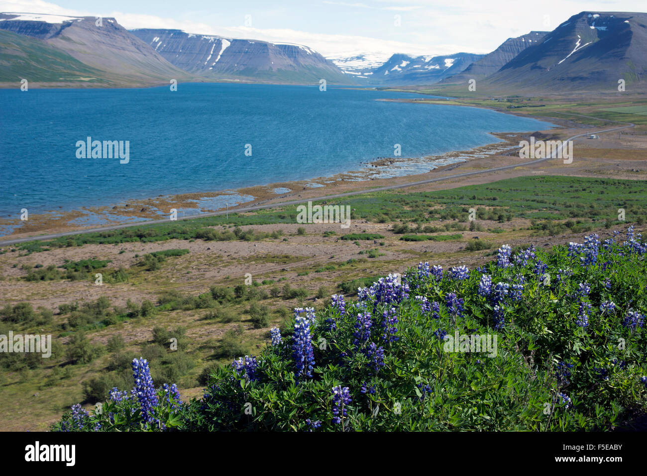 Fleurs sauvages dans les Fjords de l'Ouest, l'Islande, les régions polaires Banque D'Images