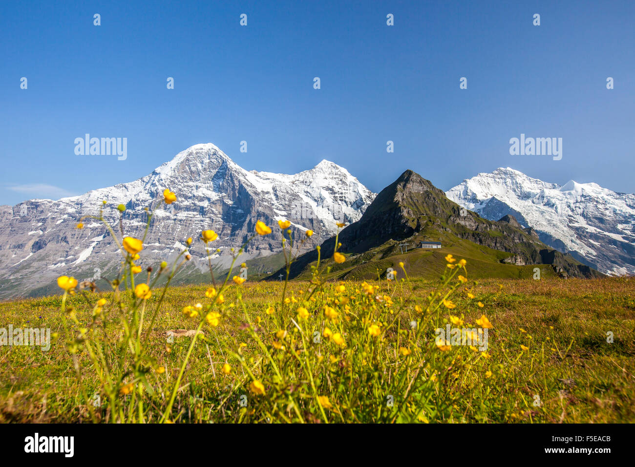 Fleurs jaune montage ossature Eiger, Mont Männlichen, Grindelwald, Oberland Bernois, Canton de Berne, Suisse, Switzerland, Europe Banque D'Images