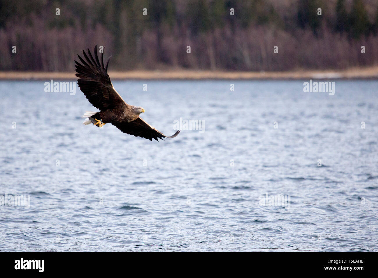 Le cerf de l'aigle de mer, Flatanger, Nord-trondelag, Norway, Scandinavia, Europe Banque D'Images