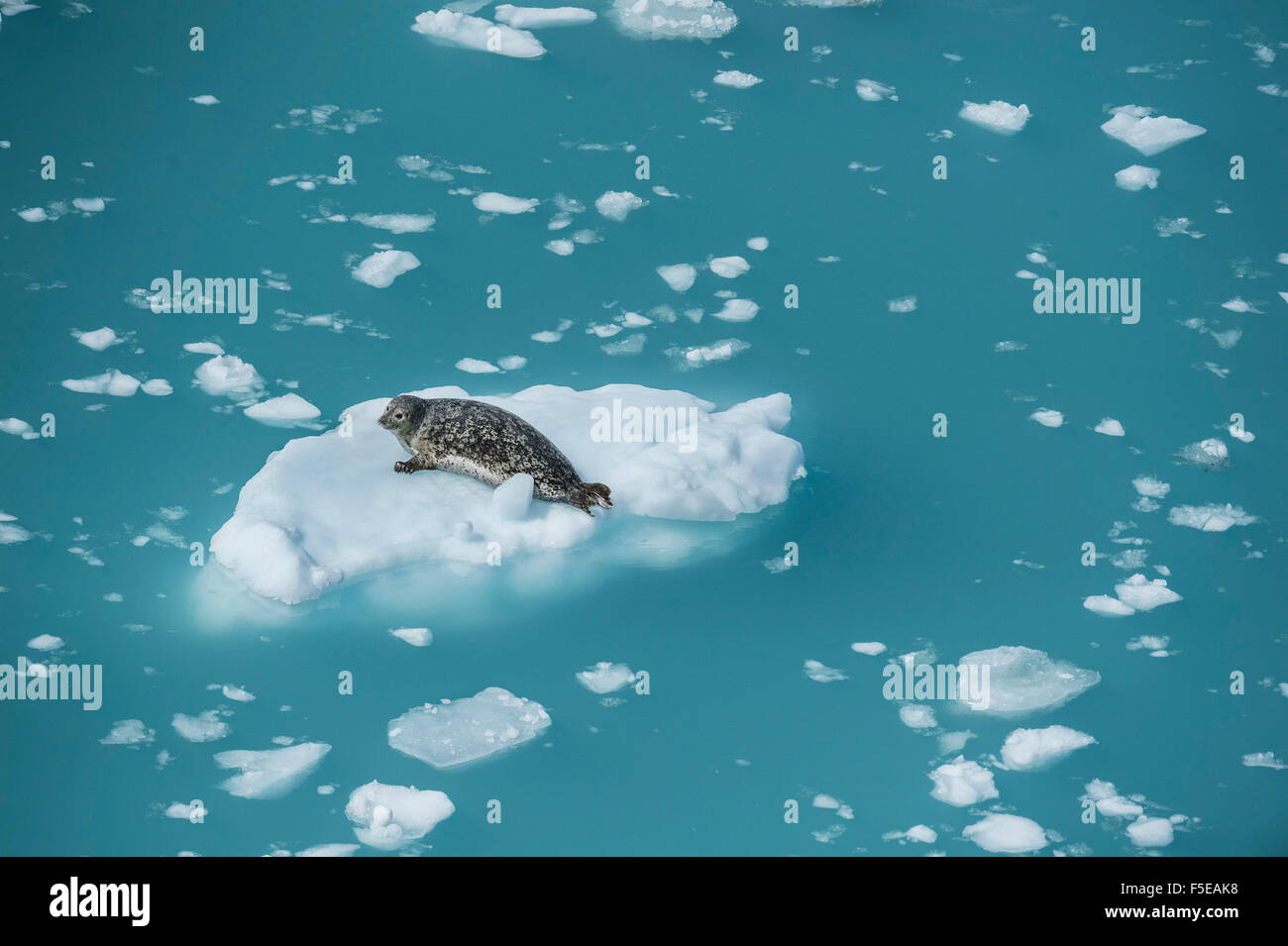 Le phoque sur la banquise, Glacier Bay, Alaska, États-Unis d'Amérique, Amérique du Nord Banque D'Images