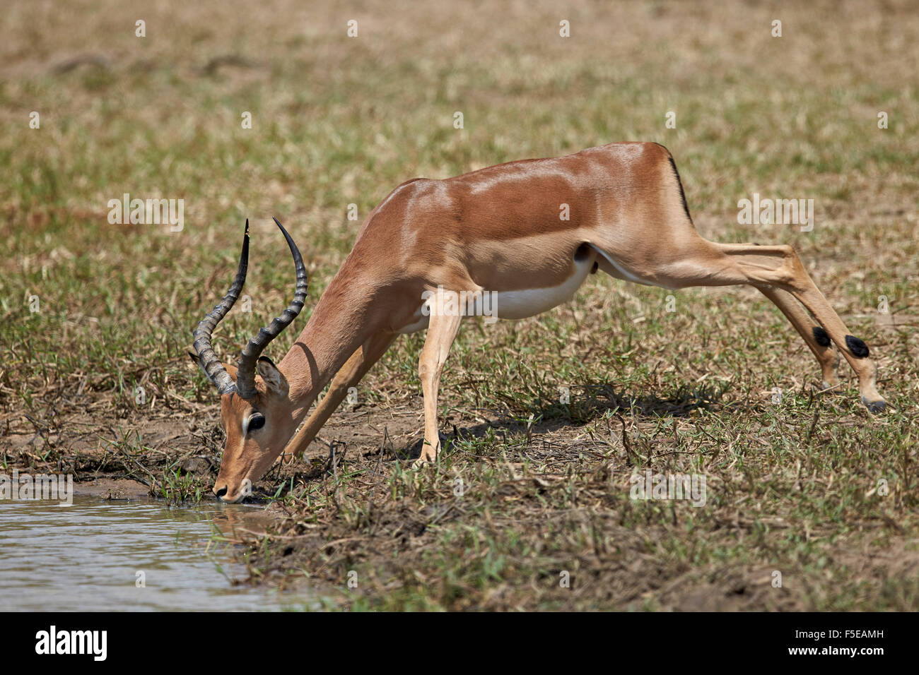 Impala (Aepyceros melampus) potable buck, Kruger National Park, Afrique du Sud, l'Afrique Banque D'Images
