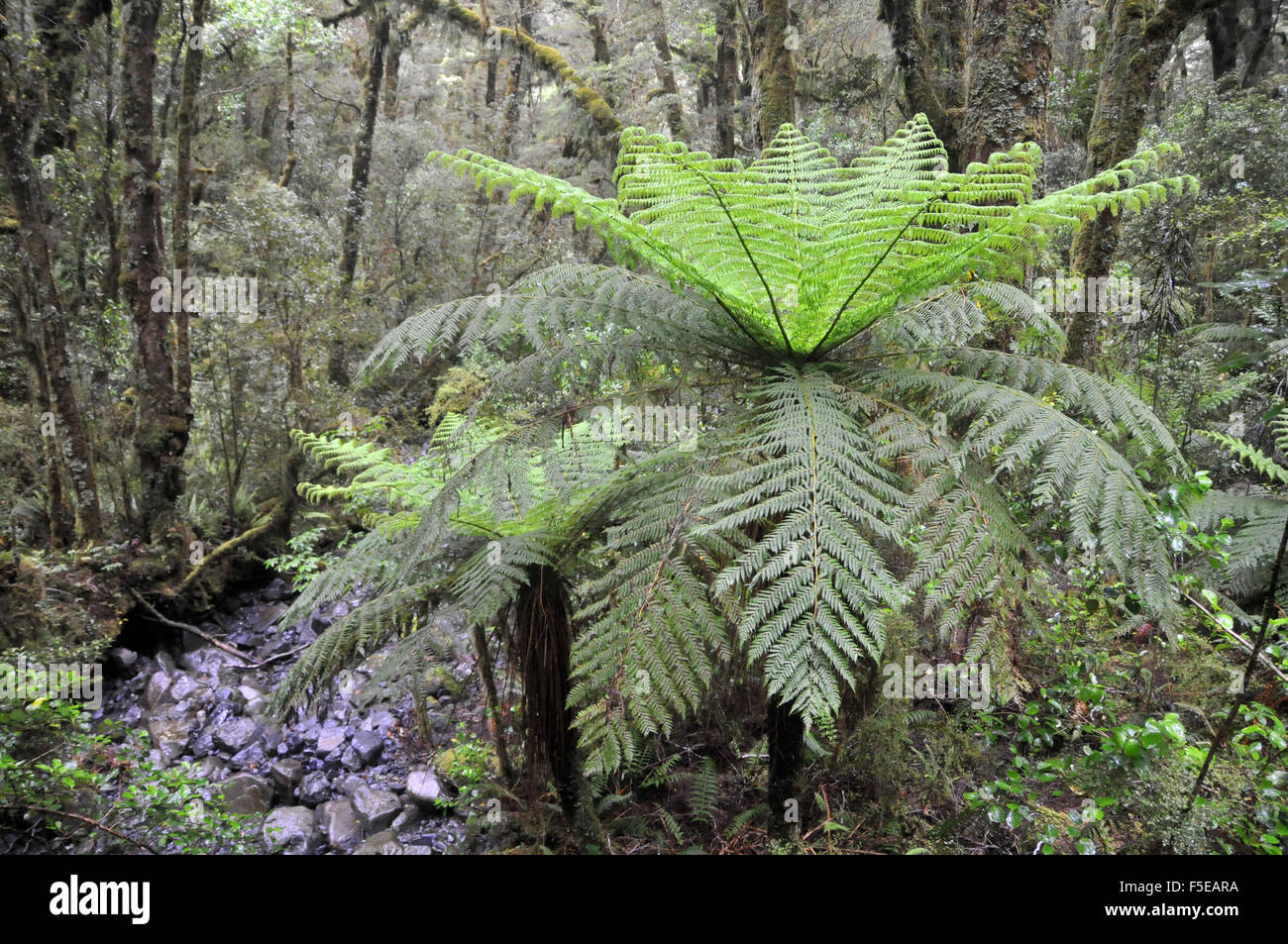 La forêt de fougères, le gouffre, Milford Sound, Fiordland National Park, South Island, New Zealand Banque D'Images