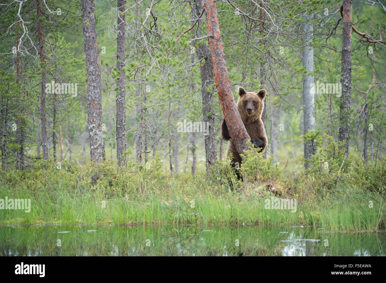 Ours brun (Ursus arctos), Kuhmo, Finlande, Scandinavie, Europe Banque D'Images