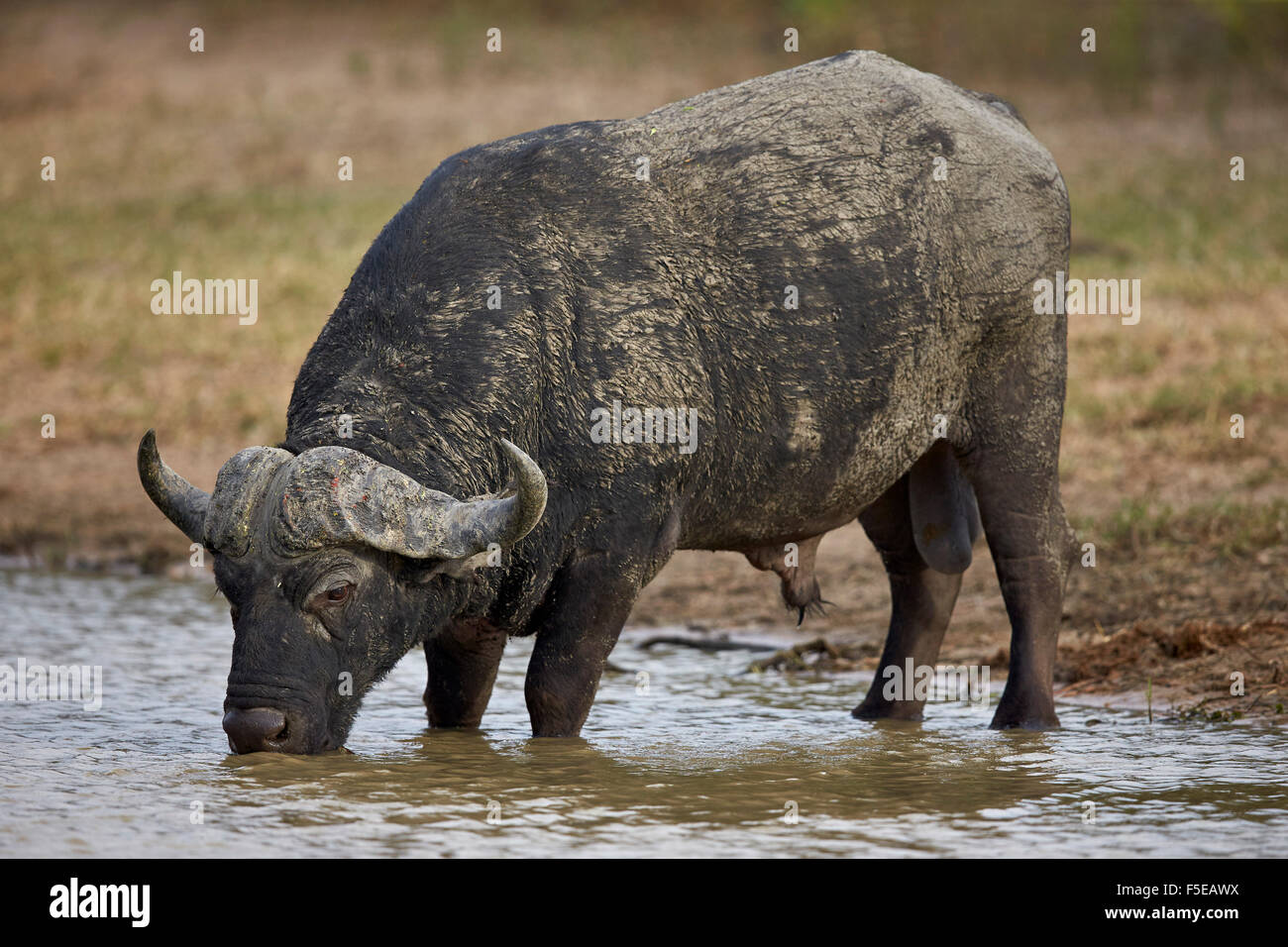 Buffle d'Afrique (Buffalo) (Syncerus caffer) potable bull, Kruger National Park, Afrique du Sud, l'Afrique Banque D'Images