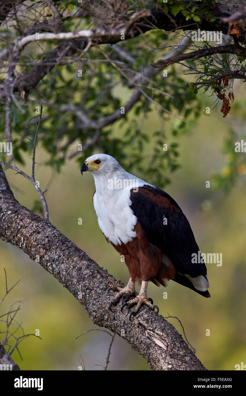 Poissons d'Afrique blanche (Haliaeetus vocifer), Kruger National Park, Afrique du Sud, l'Afrique Banque D'Images