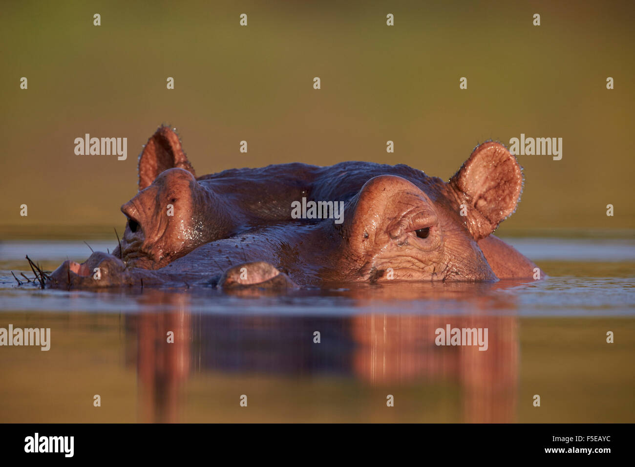 Hippopotame (Hippopotamus amphibius), Kruger National Park, Afrique du Sud, l'Afrique Banque D'Images