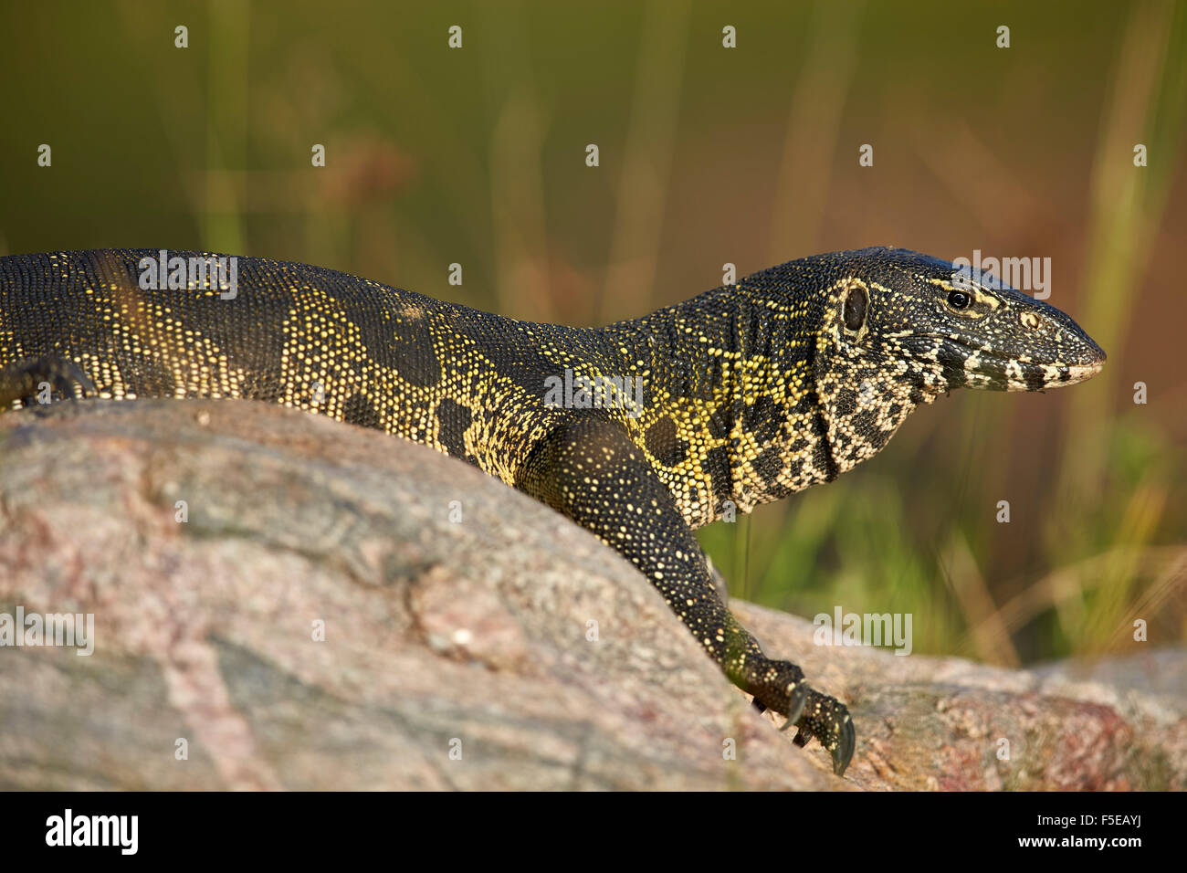 Moniteur de l'eau (Varanus niloticus), Kruger National Park, Afrique du Sud, l'Afrique Banque D'Images