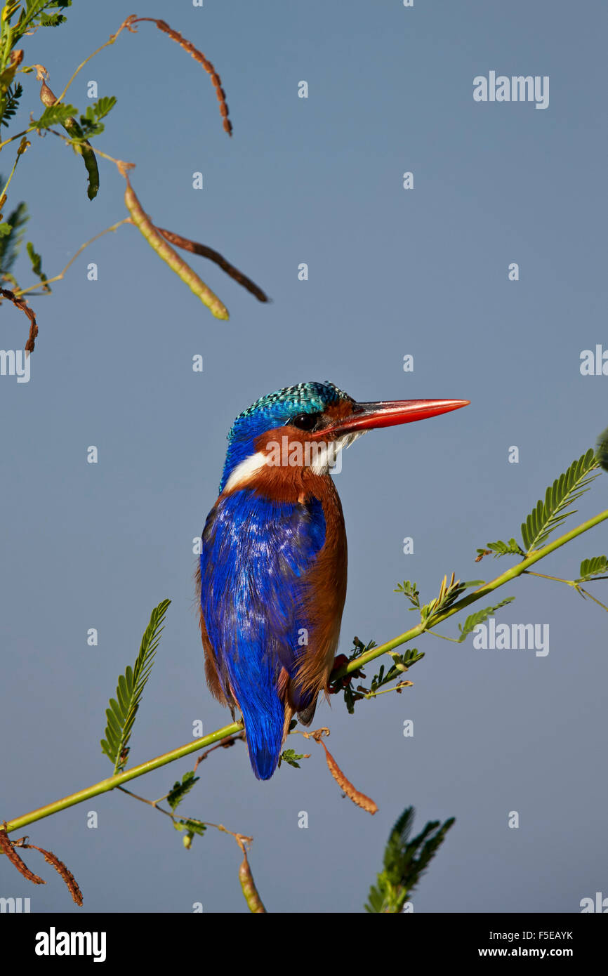 Martin-pêcheur huppé (Alcedo cristata), Kruger National Park, Afrique du Sud, l'Afrique Banque D'Images