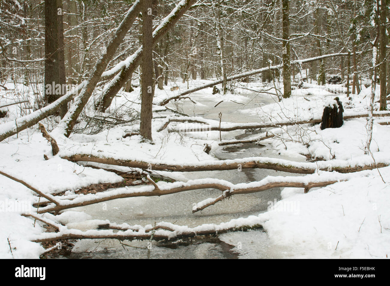 La superficie des terres humides gelés, Bialowieza zone strictement protégée, l'UNESCO, parc national de Bialowieza, Podlaskie Voivodeship, Pologne Banque D'Images