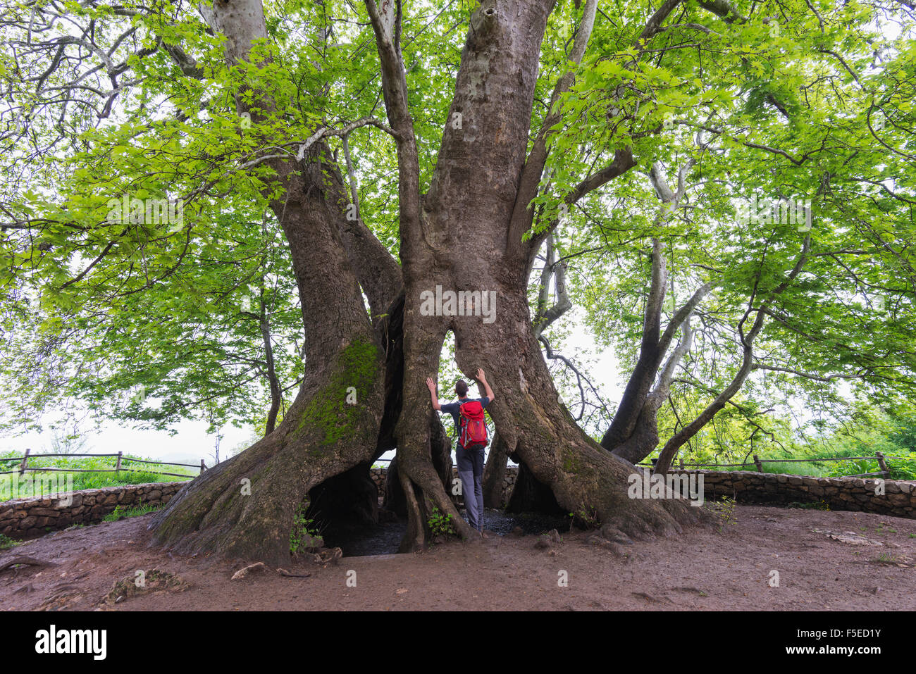 Un arbre de 2000 ans Platan, indépendante de l'enclave arménienne du Haut-Karabakh officiellement au sein de l'Azerbaïdjan, Arménie, Caucase, Banque D'Images