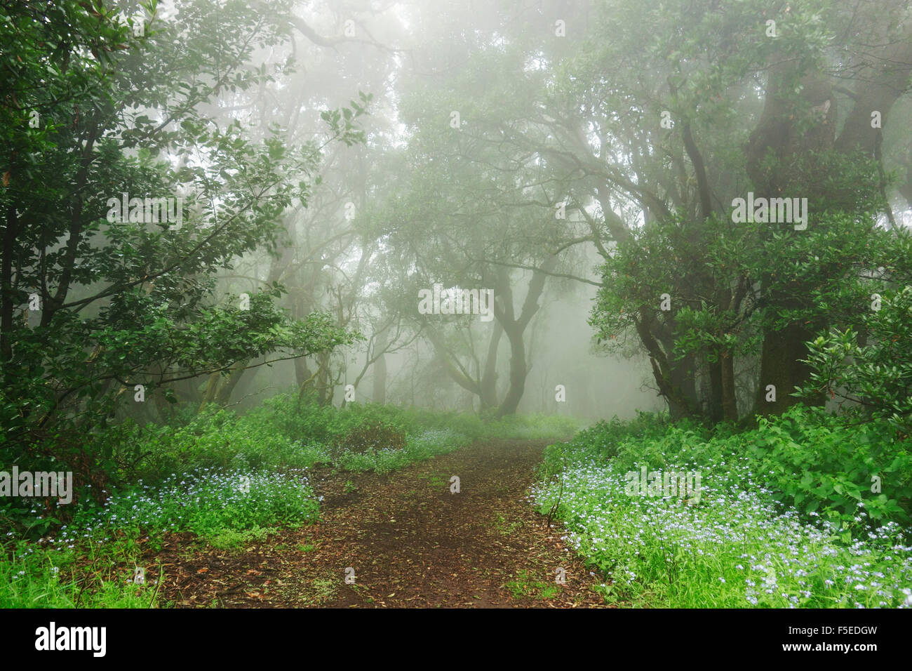 Forêt de lauriers dans le brouillard, El Hierro, Îles Canaries, Espagne, Europe Banque D'Images