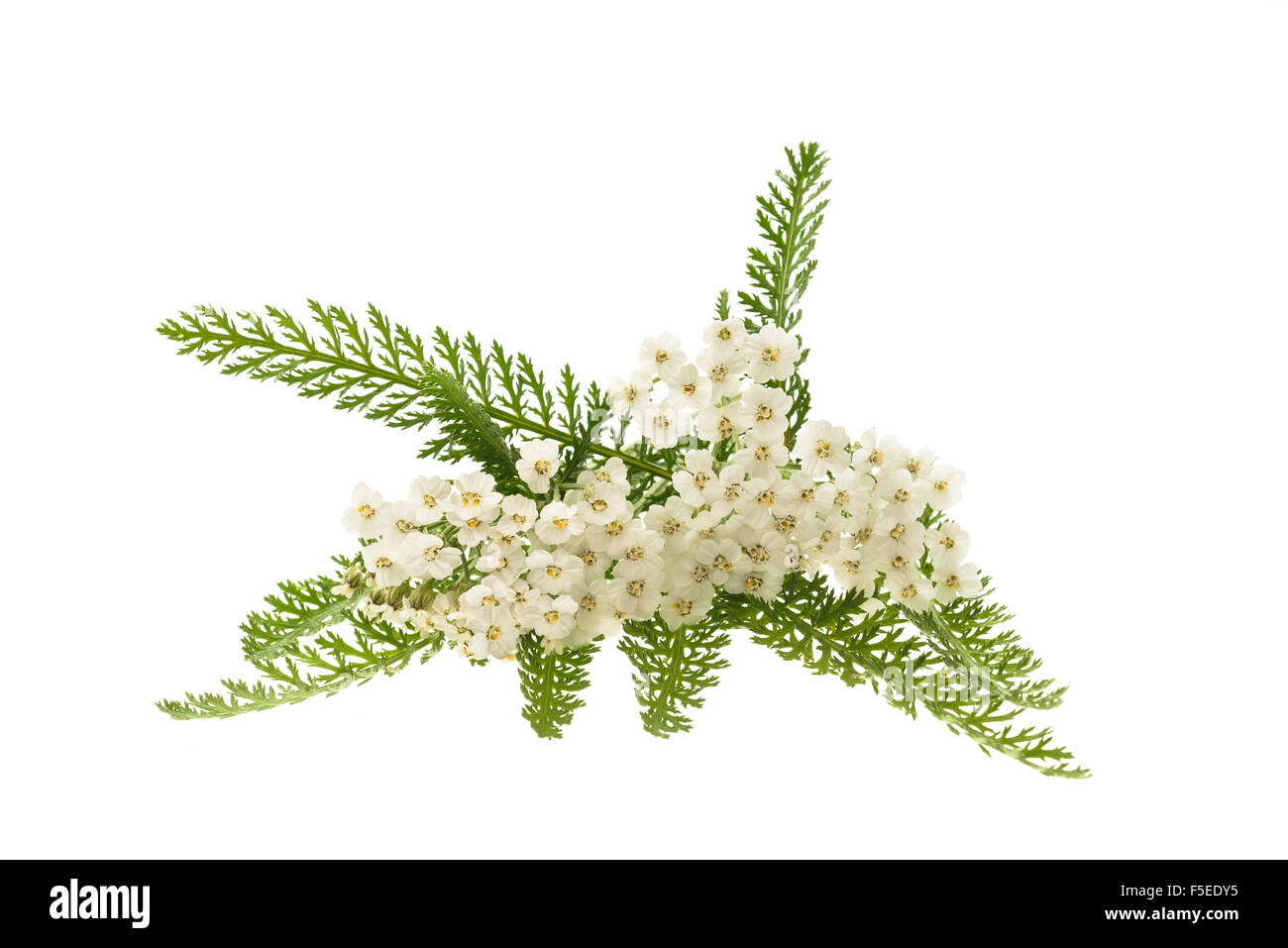 Fleurs de millefeuille blanc isolé sur fond blanc. Banque D'Images