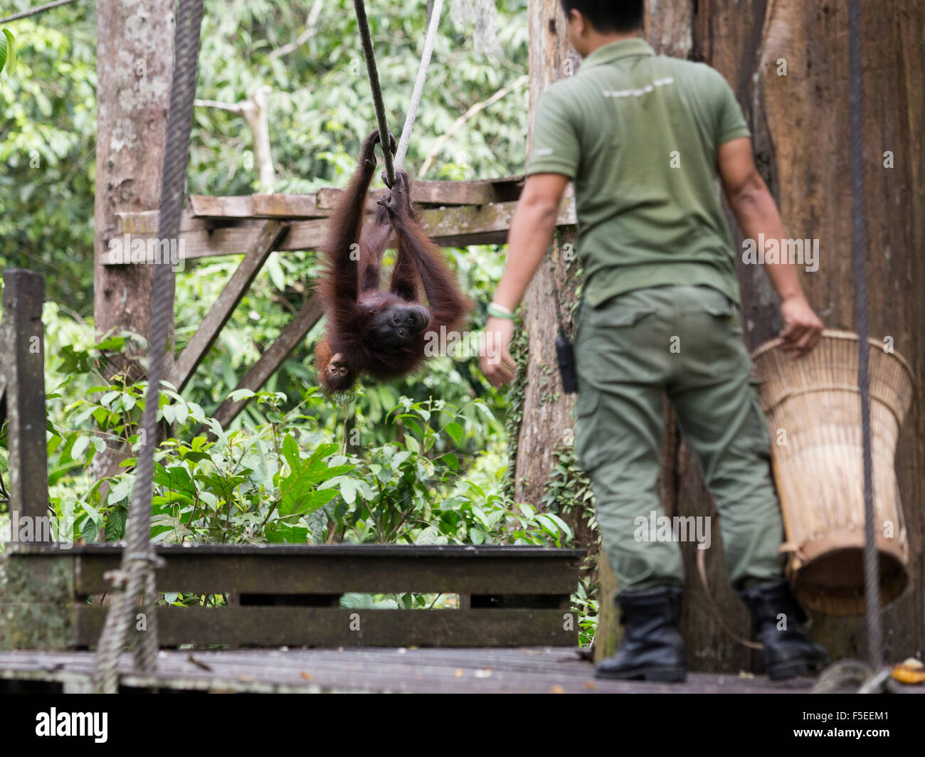 L'orang-outan l'orang-outan au sanctuaire à Sepilok, Bornéo Malaisien dans Banque D'Images