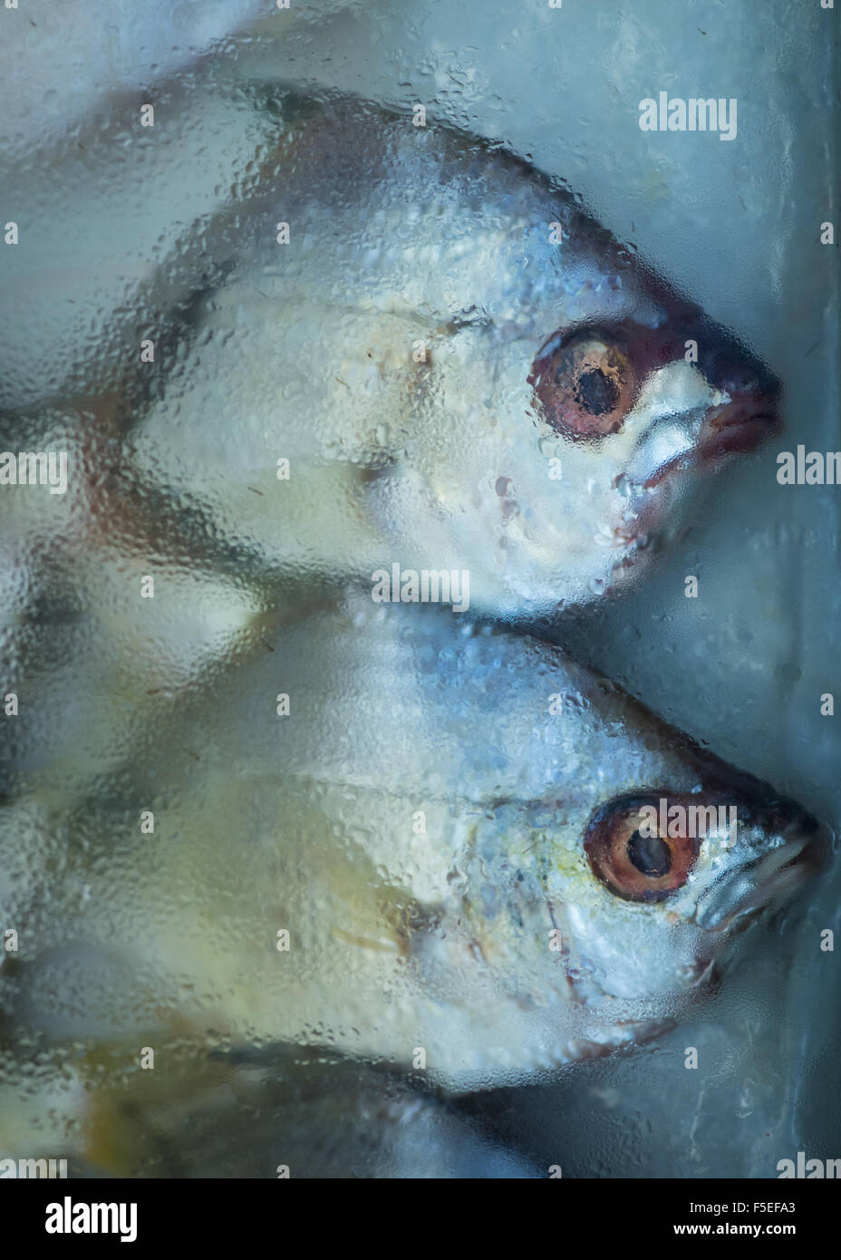 Deux poissons surgelés au poissonnier Banque D'Images