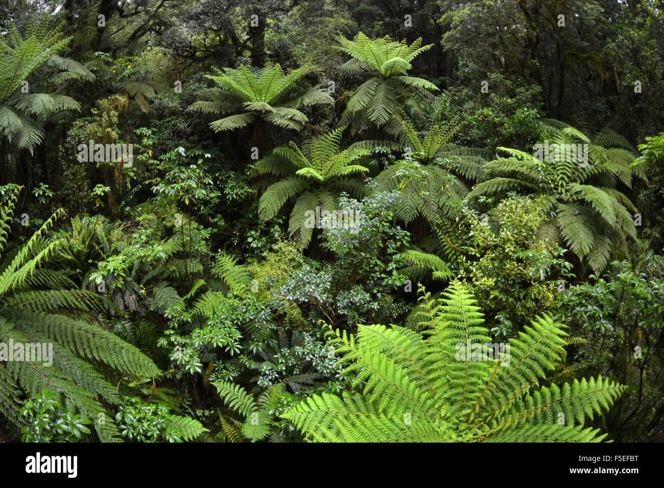 Forêt de fougères à 'l'Abîme', Milford Sound, Fiordland National Park, South Island, New Zealand Banque D'Images