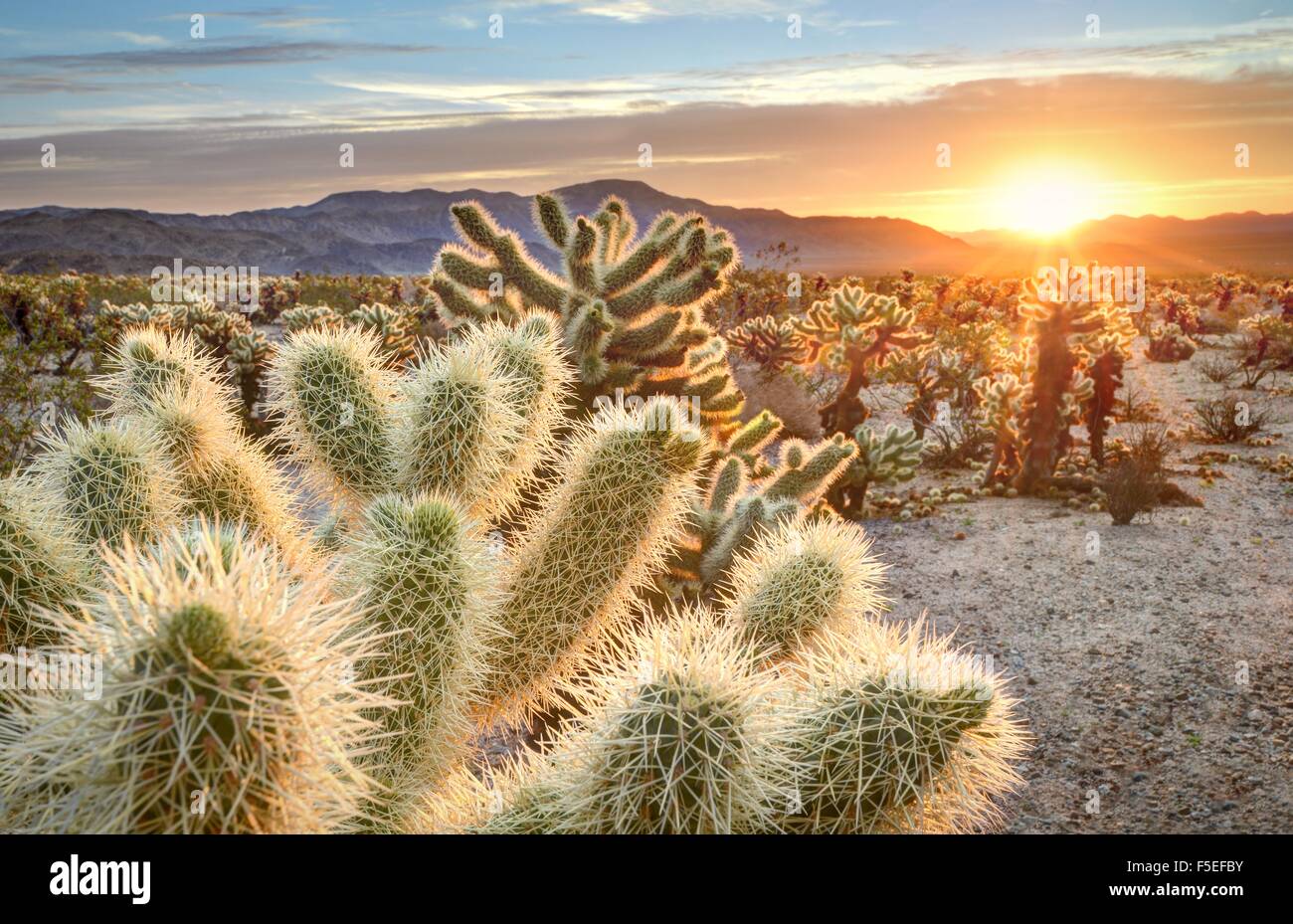 Teddy bear cholla cactus dans Joshua Tree National Park au coucher du soleil, California USA Banque D'Images